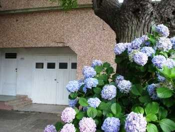 Hortensias Hortensias