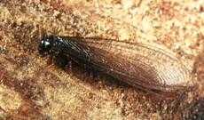 Termita