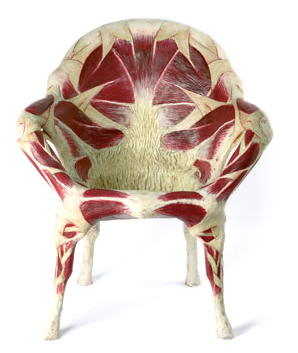 silla-anatomia-humana.jpg