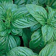 albahaca.jpg