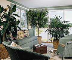 7plantasencasa.jpg