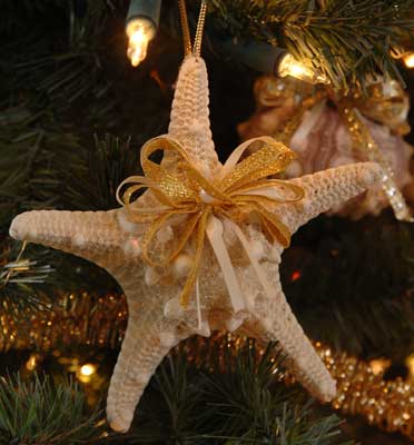 6022whiteknobbystarfish.jpg