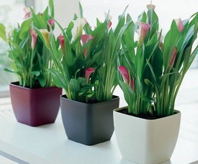 plantas2.jpg