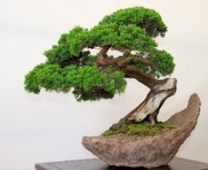 3-bonsai-pillnitz-trees-27.jpg
