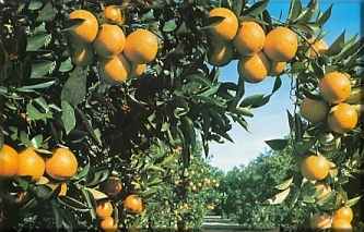 8arbolesfrutales.jpg