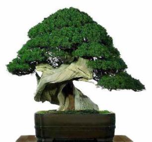 bonsai1.jpg