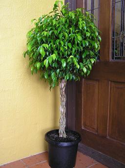 plantascasa1.jpg