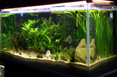 peceras07-07-2800511.jpg