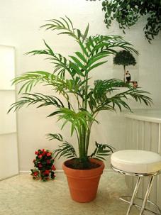 plantainterior.jpg