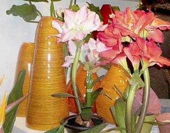 floresprimavera1
