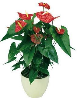 plantasdecorativas2