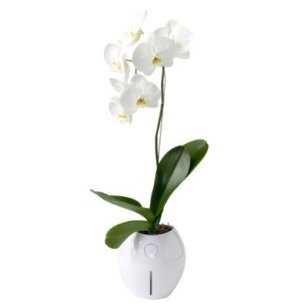 plantas-auto-hidratan