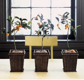 indoor garden3