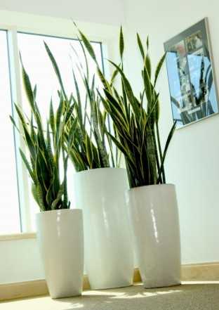 plantainterior