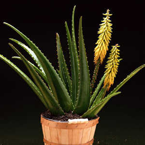aloe-vera