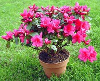 azalea02