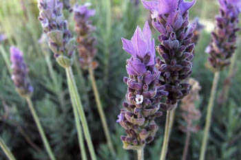 lavanda